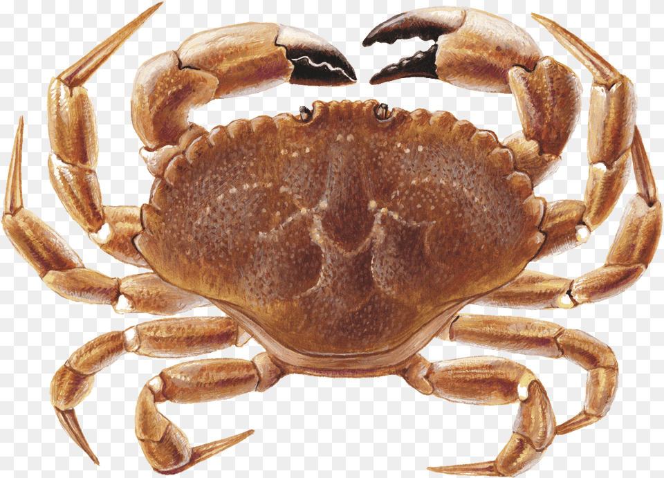 Jonah Crab, Seafood, Food, Sea Life, Invertebrate Free Png
