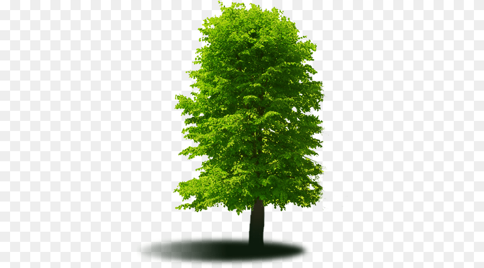 Jonny Nichols Landscape Maintenance Tree, Green, Maple, Oak, Plant Free Png Download