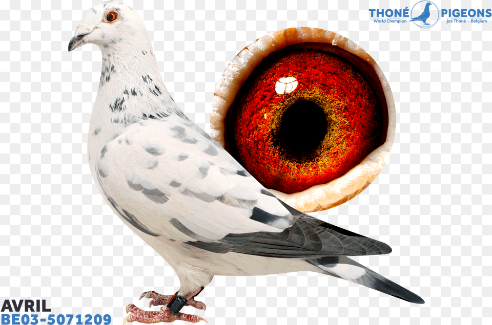 Jos Thone Pigeons Avril, Animal, Bird, Pigeon, Dove Free Png