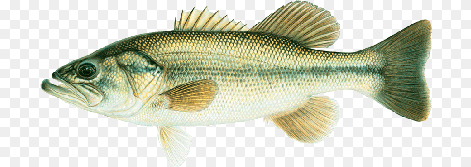 Joseph Tomelleri Large Mouth Bass Bass Fish, Animal, Sea Life, Perch Free Png Download