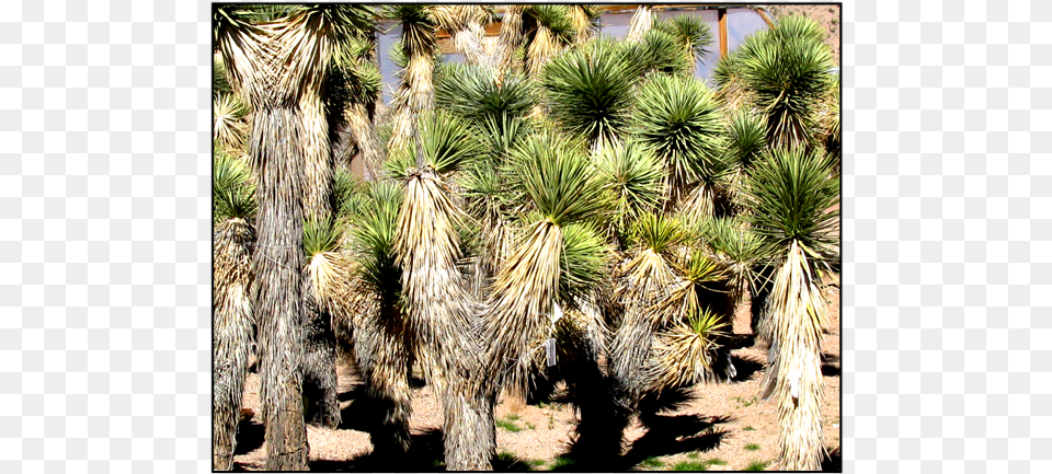 Joshua Tree, Agavaceae, Plant Free Png Download