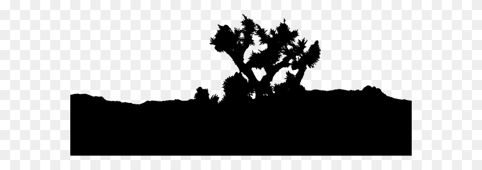 Joshua Tree Gray Png Image