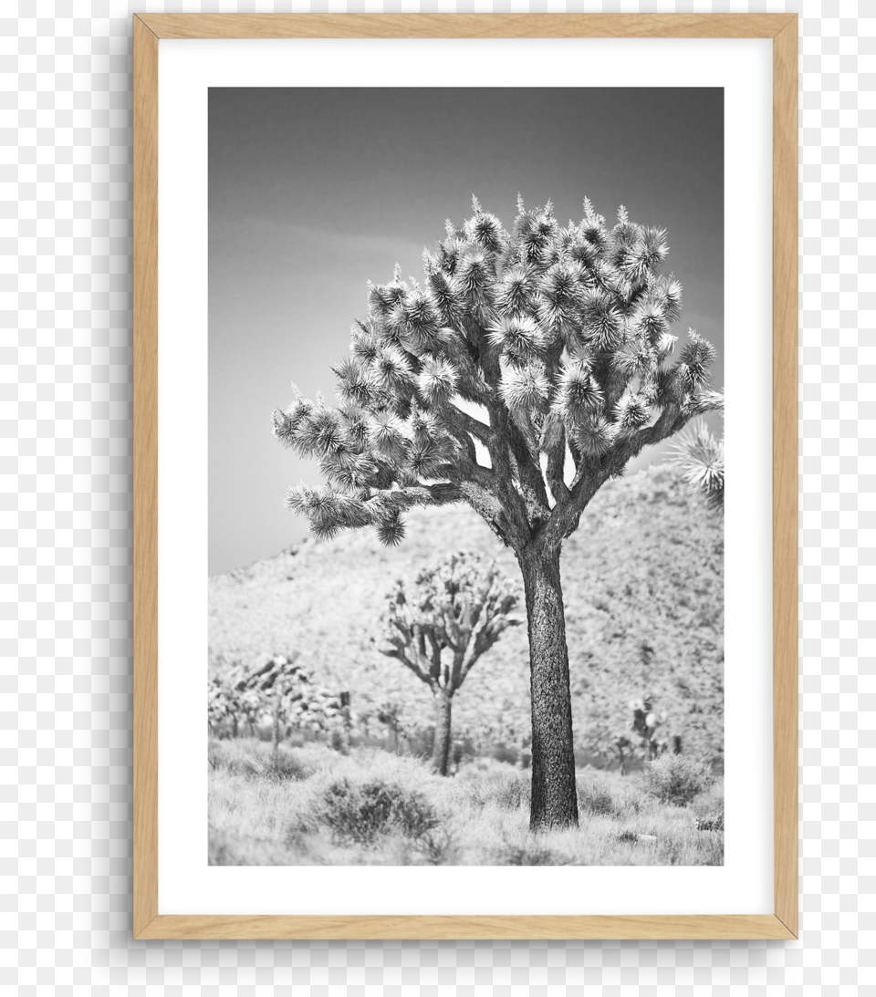 Joshua Tree, Weather, Tree Trunk, Plant, Outdoors Free Png