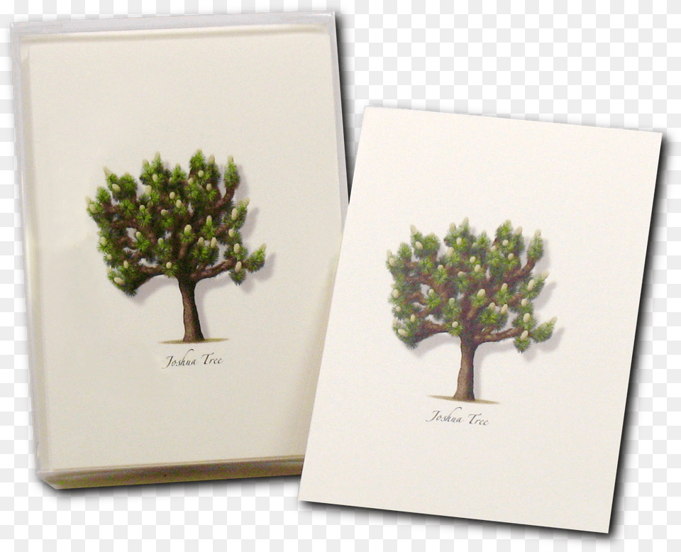 Joshua Tree Boxed Notes Picture Frame, Potted Plant, Plant, Envelope, Greeting Card Free Transparent Png