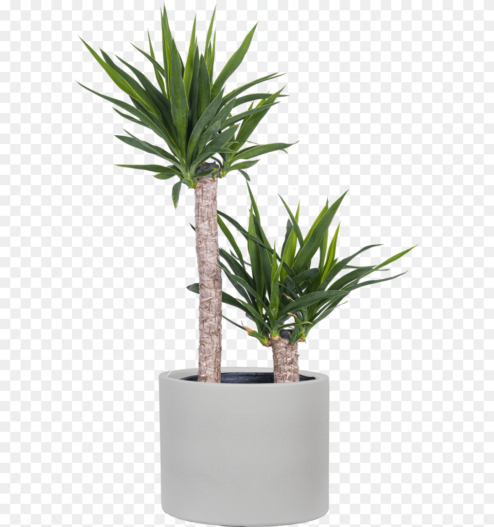 Joshua Tree Cane Yucca Xl For Indoor, Plant, Potted Plant, Jar, Planter Free Png Download