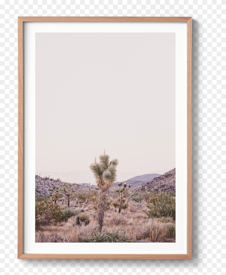Joshua Tree Michelle Schofield, Plant, Outdoors, Nature, Fir Png