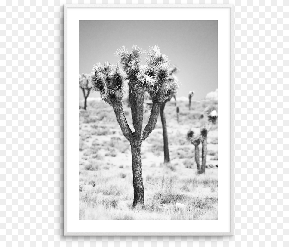 Joshua Tree Photograph, Plant, Nature, Outdoors Free Png Download