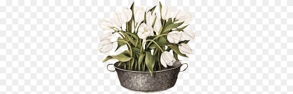 Joyce Galley White Tulips Canvas, Flower, Flower Arrangement, Pottery, Potted Plant Free Png Download