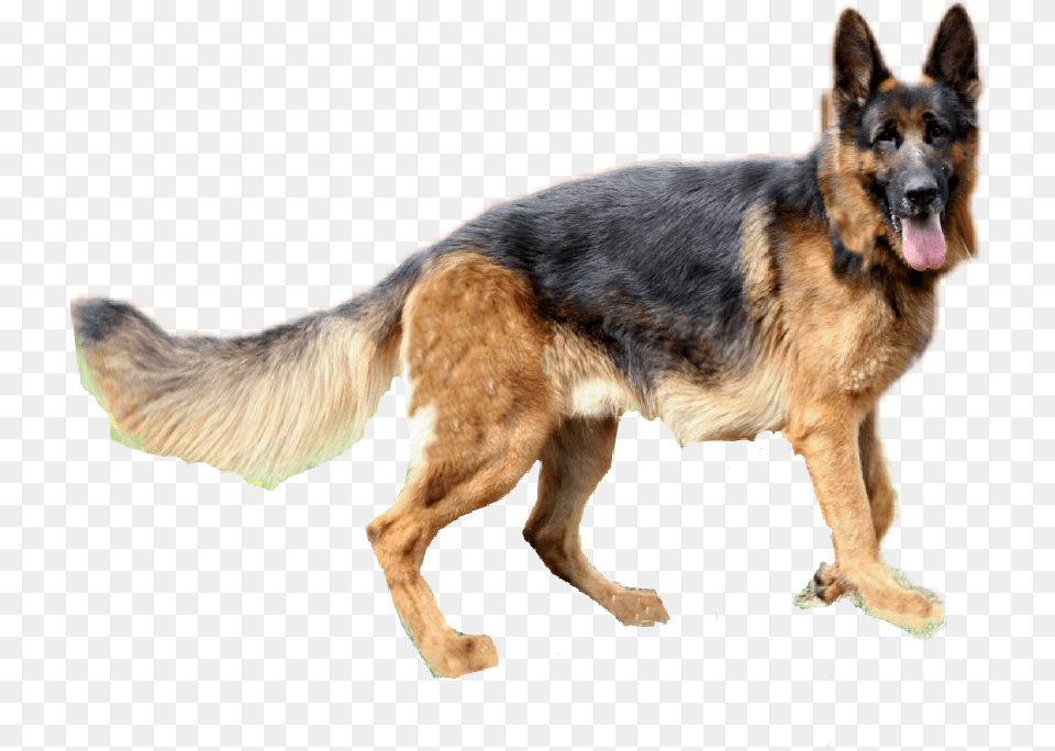 Jpg Black And White Clipart German Shepherd Germam Shepard Dog, Animal, Canine, German Shepherd, Mammal Free Png Download