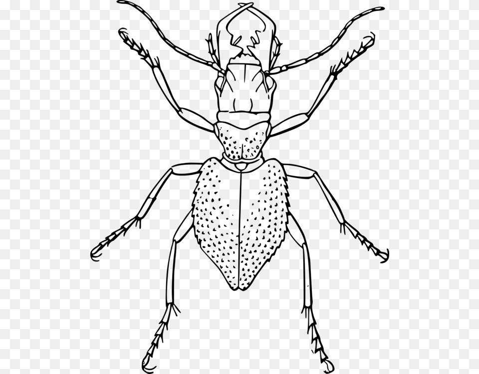 Jpg Black And White Download Beetle Line Art Ant Line Drawing Of Insect, Gray Free Png