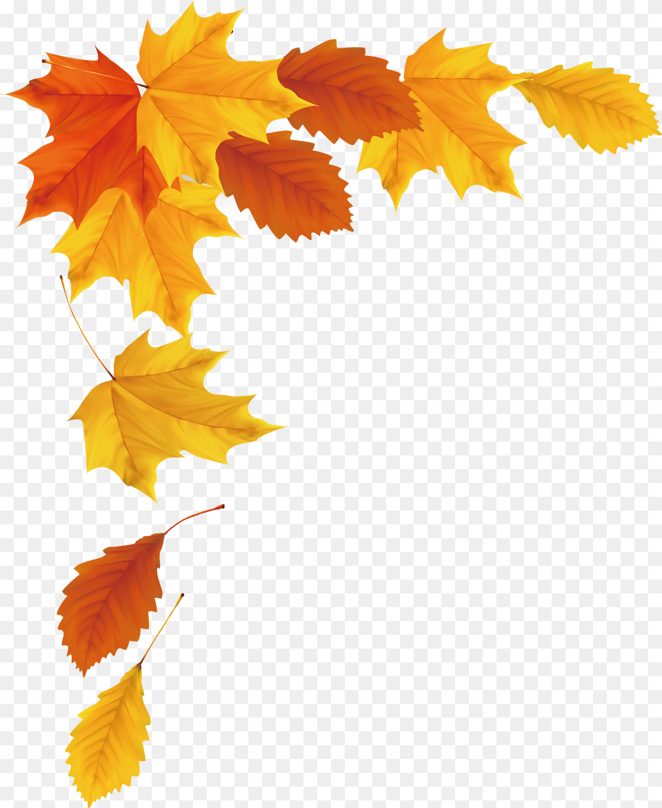 Jpg Download Autumn Vector Autumn Vector, Leaf, Plant, Tree, Maple Leaf Free Transparent Png