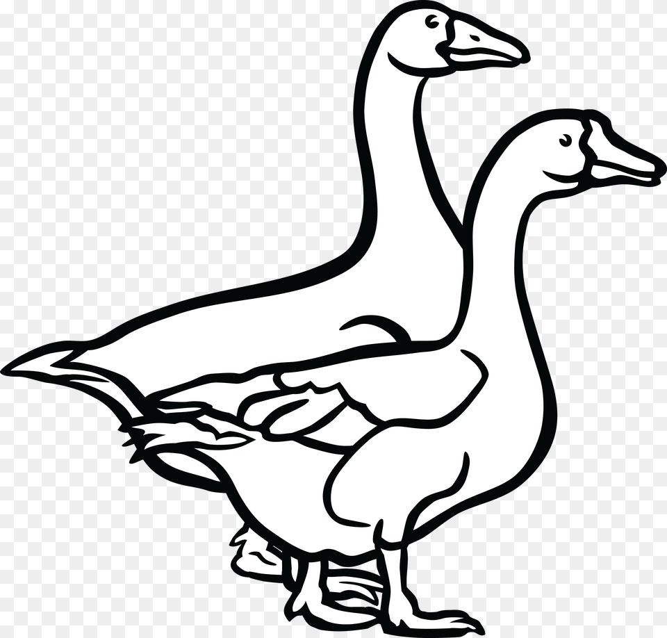 Jpg Eps Ai Svg Cdr Goose Black And White, Animal, Bird, Waterfowl, Kangaroo Free Png Download