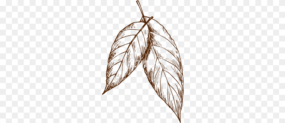 Jpg Library Foliage Drawing Sketch Leaf Sketch, Plant, Person, Food, Fruit Free Transparent Png