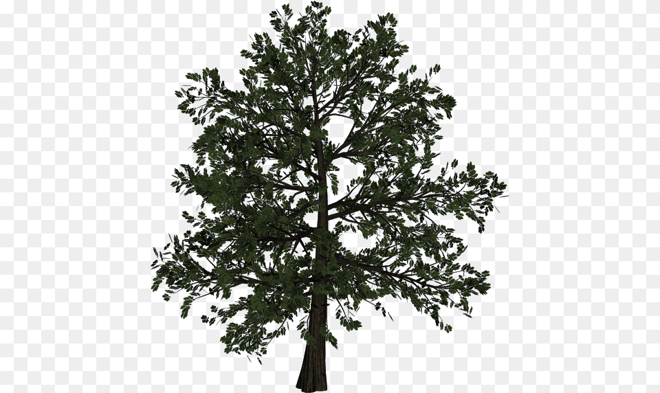 Jpg Freeuse Download Woody Plant Trunk Transprent Tree, Oak, Potted Plant, Sycamore, Tree Trunk Free Transparent Png