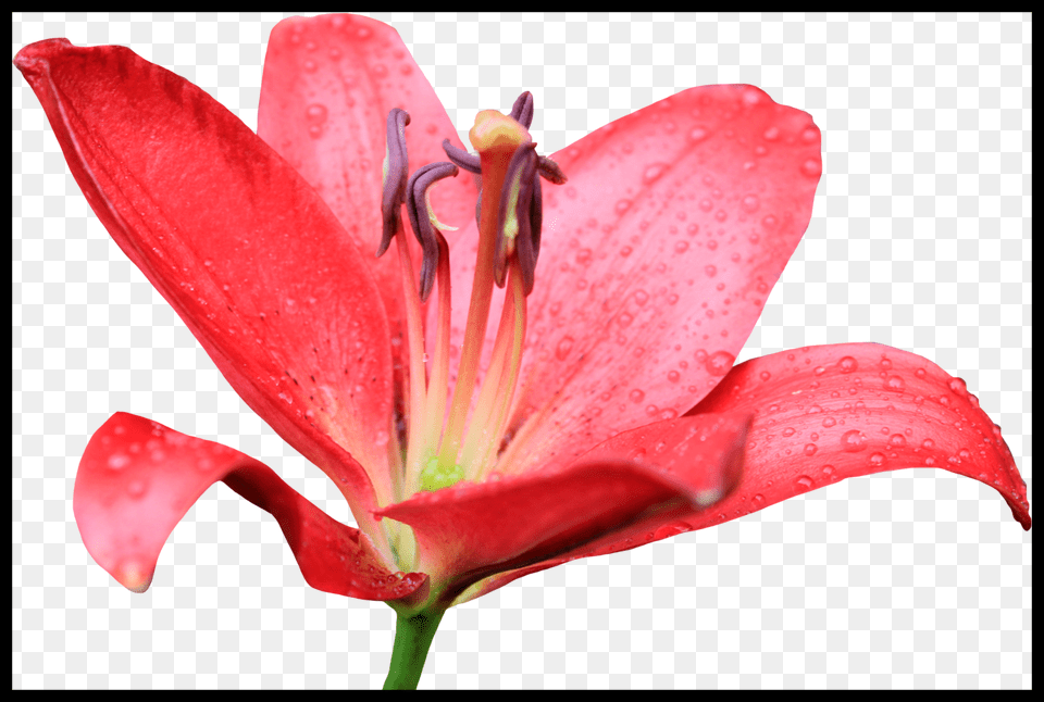 Jpg Incredible Art Picture For Red Lily Flower, Plant, Pollen, Geranium, Petal Free Png Download