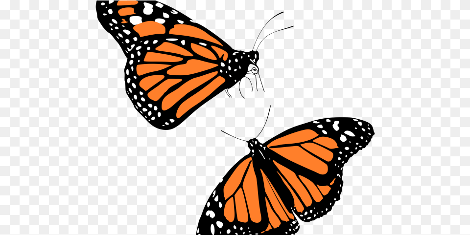 Jpg Library Download Latest Cliparts, Animal, Butterfly, Insect, Invertebrate Free Transparent Png