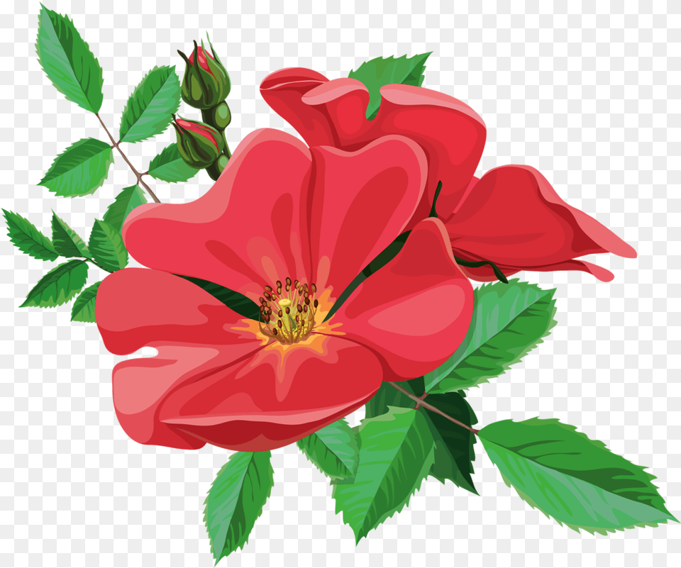 Jpg Library Library Flowers And Animated Flower, Petal, Plant, Geranium, Hibiscus Png Image