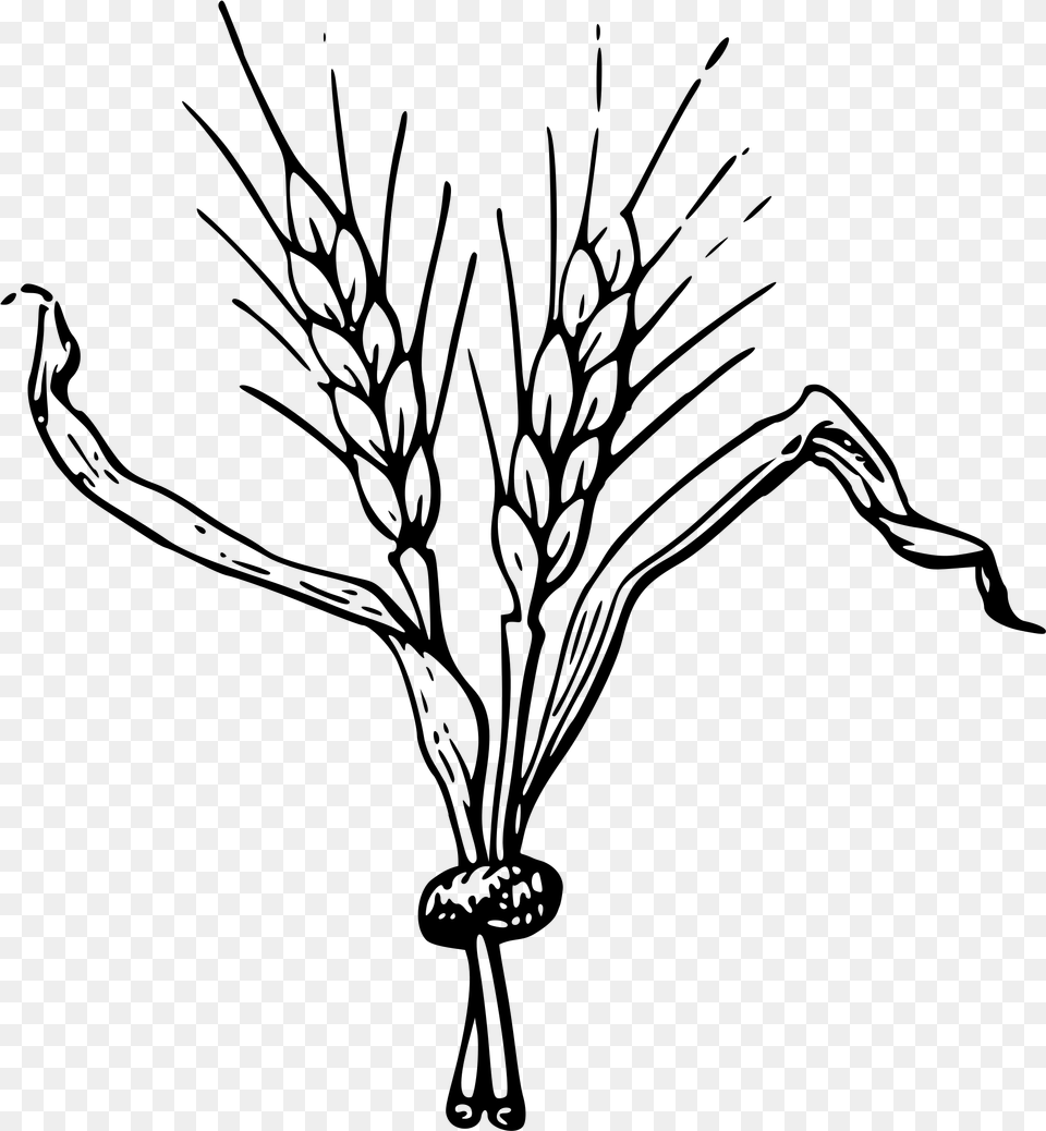 Jpg Royalty Grain Drawing Easy Clip Art Of Barley, Gray Free Png Download