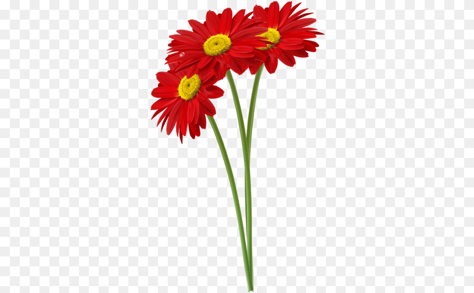 Jpg Royalty Stock Red Gerbers Clipart Vir Daisy Red, Flower, Plant, Petal Png Image