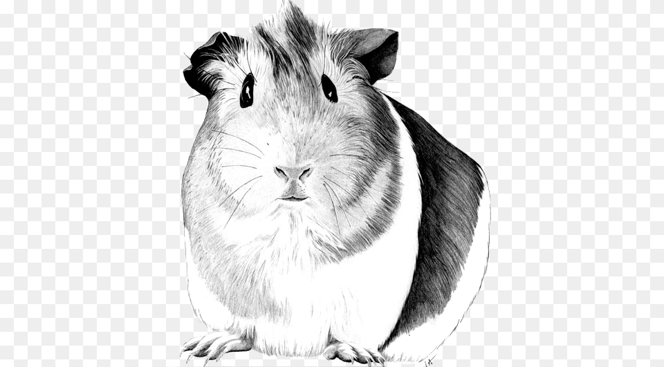 Jpg Stock Drawing Google Search Piggie Sketch Of A Guinea Pig, Art, Animal, Mammal, Rat Free Transparent Png