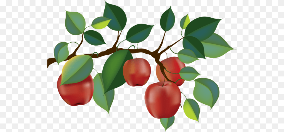 Jpg Transparent Apple Orchard Picking Clip Apple Tree Branch Clipart, Food, Fruit, Plant, Produce Free Png Download