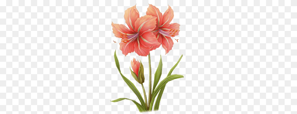 Jpg Flowers Painting Transprent Amaryllis Leaves Watercolor, Flower, Plant, Rose, Anther Free Transparent Png