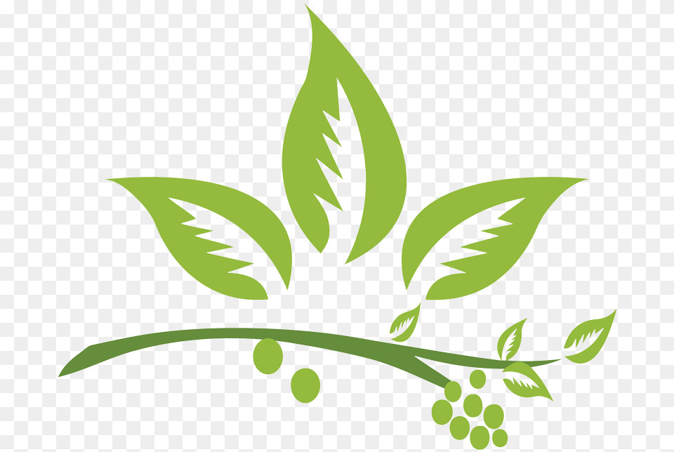 Jpg Library Herb Vector Medicinal Plants, Herbal, Leaf, Herbs, Plant Free Transparent Png