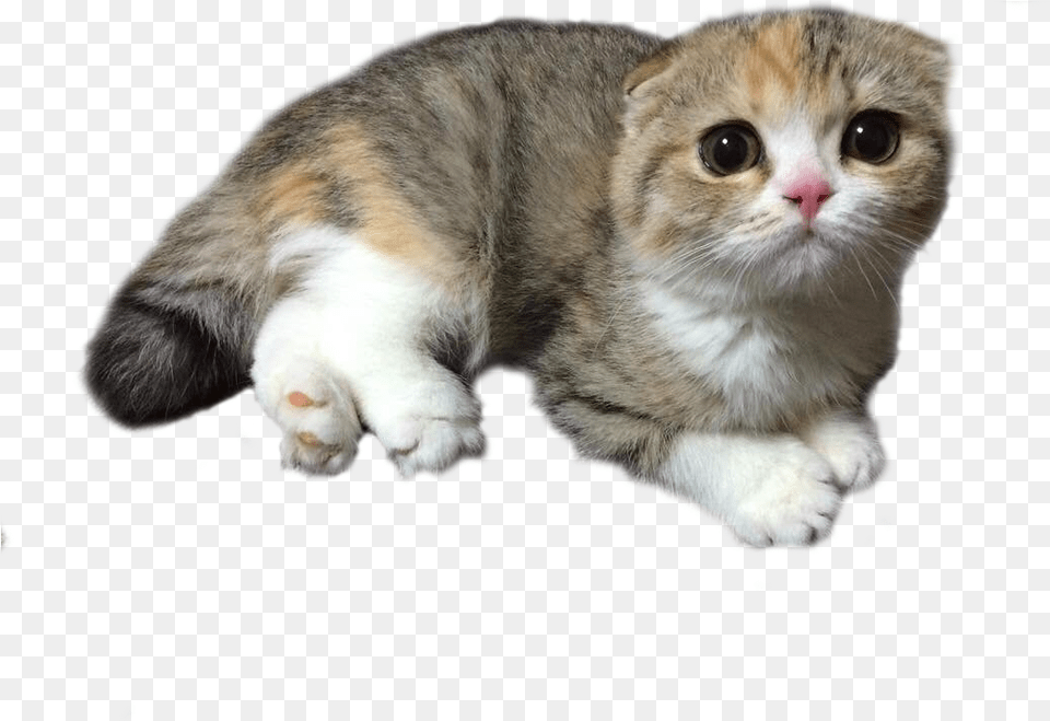 Jpg Transparent Stock Cats Psbattle A Domestic Short Haired Cat, Animal, Mammal, Manx, Pet Free Png Download