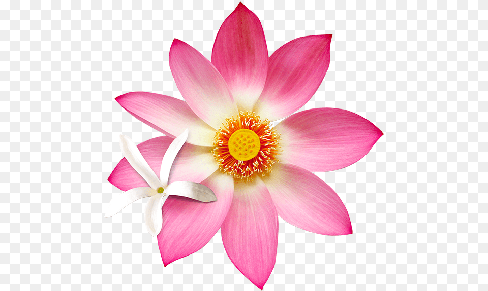 Jslo Natural Lotus Flowers, Anemone, Anther, Dahlia, Flower Free Png Download