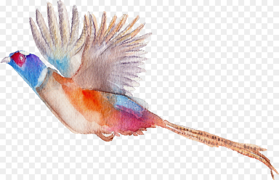 Jsquarepresents Flying Pheasant Clip Art, Animal, Bird, Finch, Jay Free Png