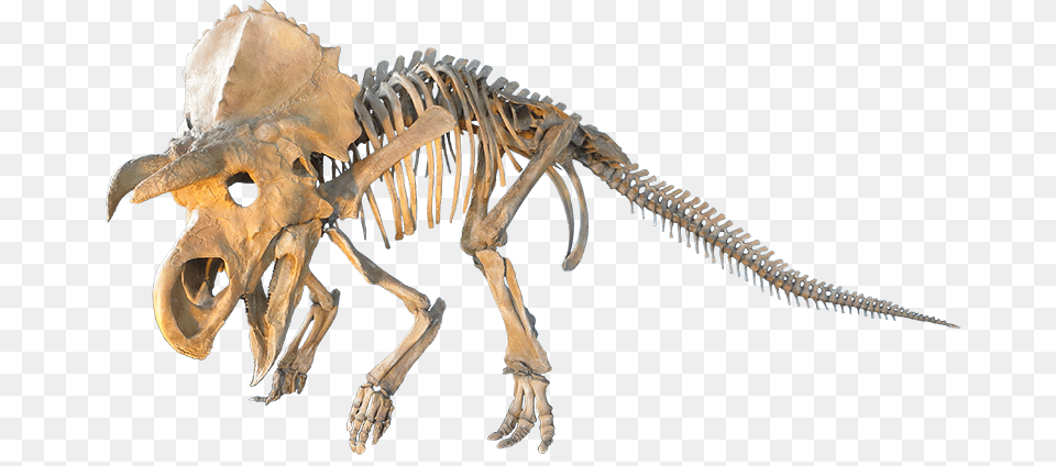 Judithian Aged Ceratopsian, Animal, Dinosaur, Reptile Free Png Download