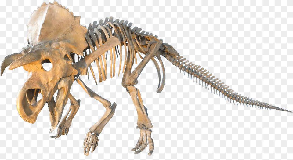 Judithian Aged Ceratopsian Dinosaur Skeleton Transparent Background Png