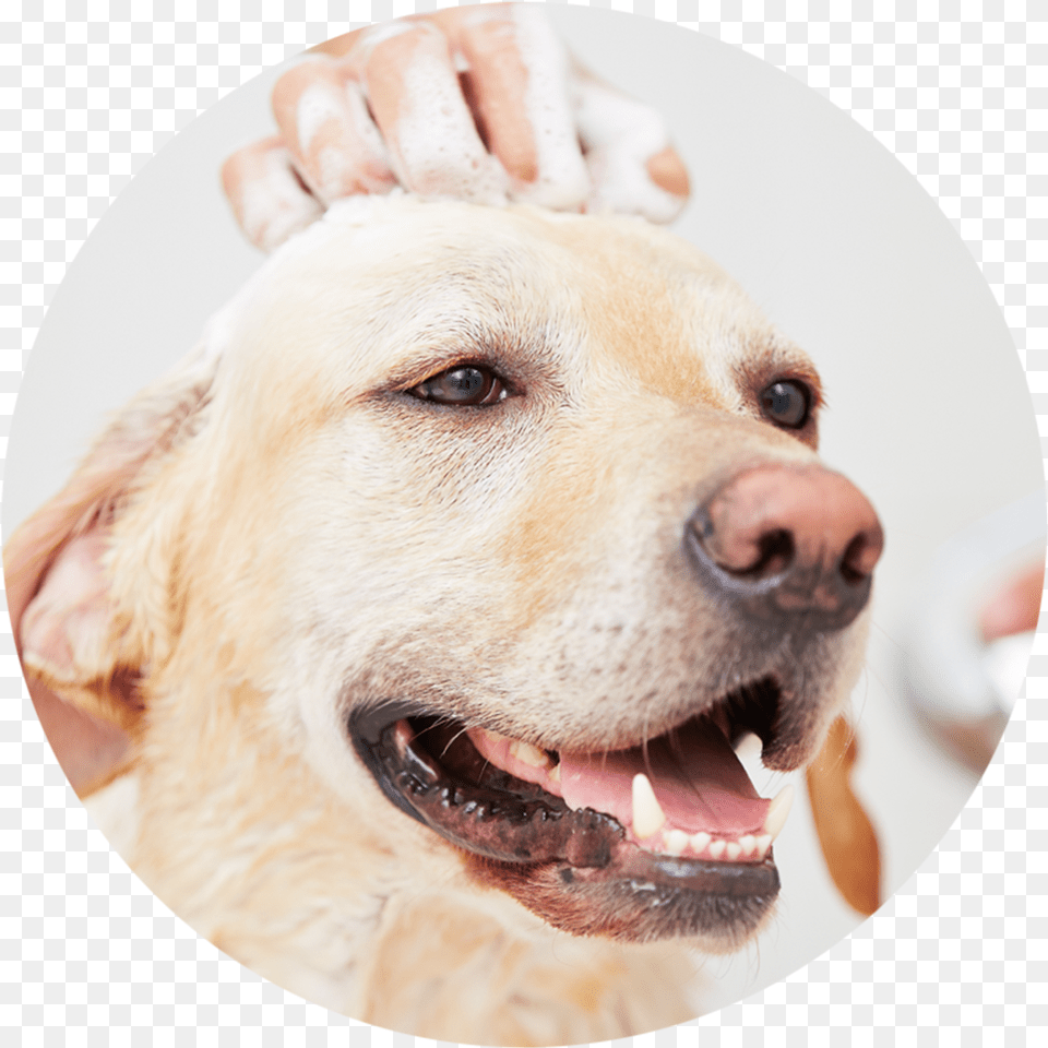 Jul Dog Taking Bath, Animal, Mammal, Labrador Retriever, Pet Free Png