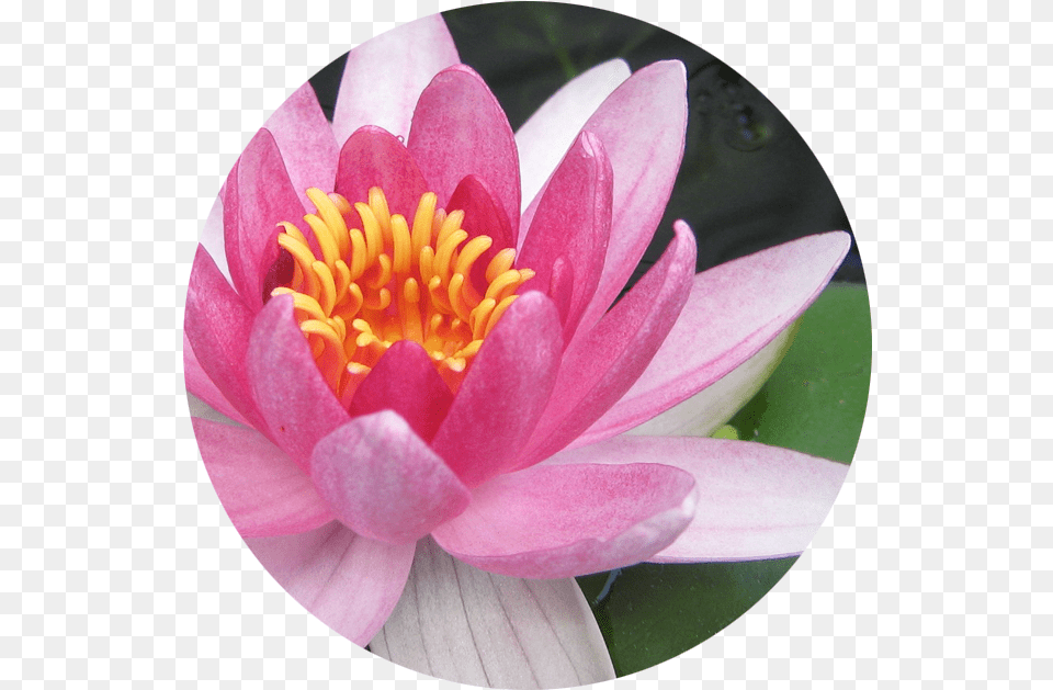 July Water Lily Water Lily, Flower, Plant, Petal, Pond Lily Free Png Download