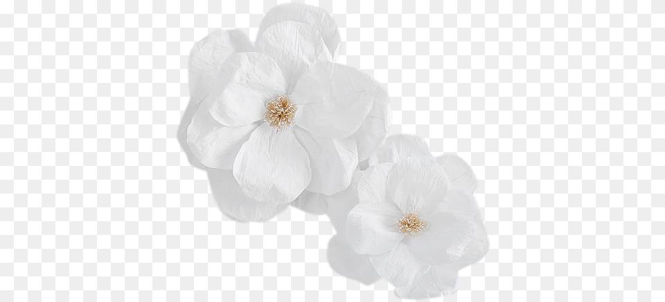 Jumbo Crepe White Paper Flowers Set Of White Crepe Paper Flower, Anemone, Anther, Petal, Plant Free Png
