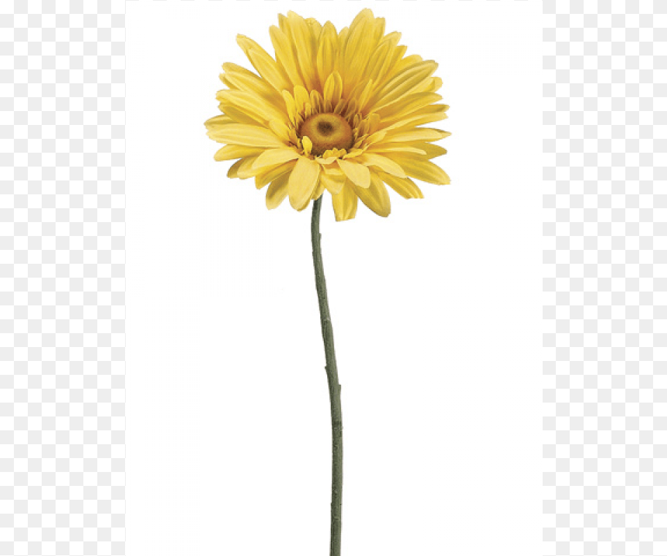 Jumbo Gerbera Daisy Spray Yellow English Marigold, Flower, Plant, Sunflower, Petal Free Png