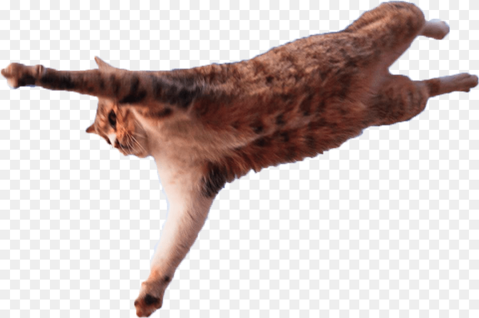 Jumping Cat Cat Leap Of Faith, Animal, Mammal, Manx, Pet Free Png