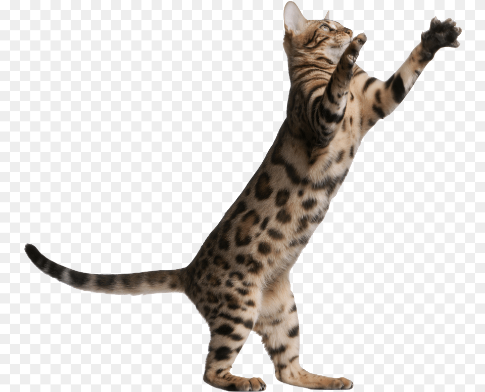 Jumping Cat Transparent Background, Animal, Mammal, Pet, Egyptian Cat Png Image
