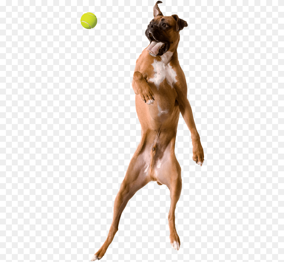Jumping Dog, Tennis Ball, Sport, Mammal, Tennis Png