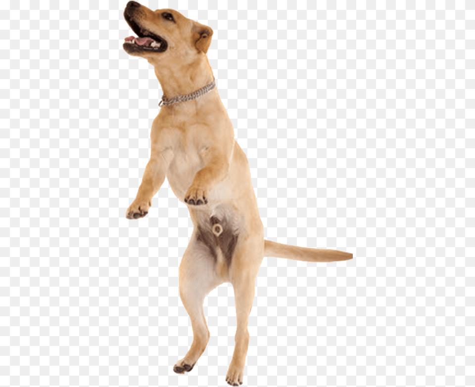 Jumping Dog Jump Dog, Animal, Canine, Mammal, Pet Png