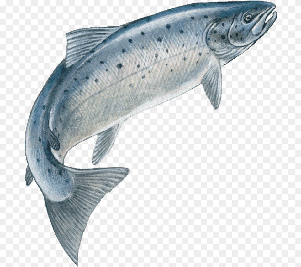 Jumping Fish Speckledfreetoedit Jumping Salmon, Animal, Sea Life, Coho Free Transparent Png