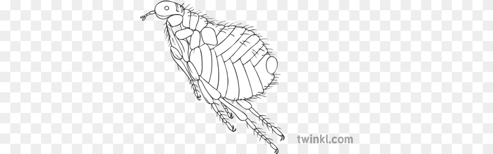 Jumping Flea Black And White Illustration Twinkl Christmas Baubles Colouring Pages, Animal, Insect, Invertebrate Png