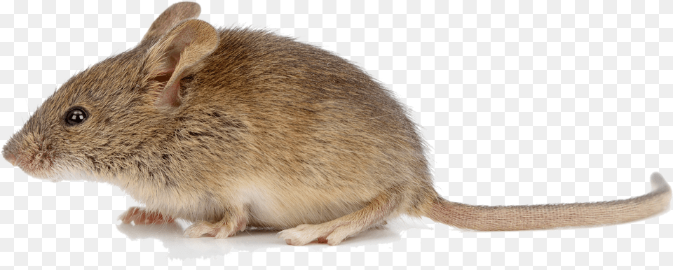 Jumping Footed Micewhite Footed Rat Animal Mouse, Mammal, Rodent, Computer Hardware, Electronics Free Png