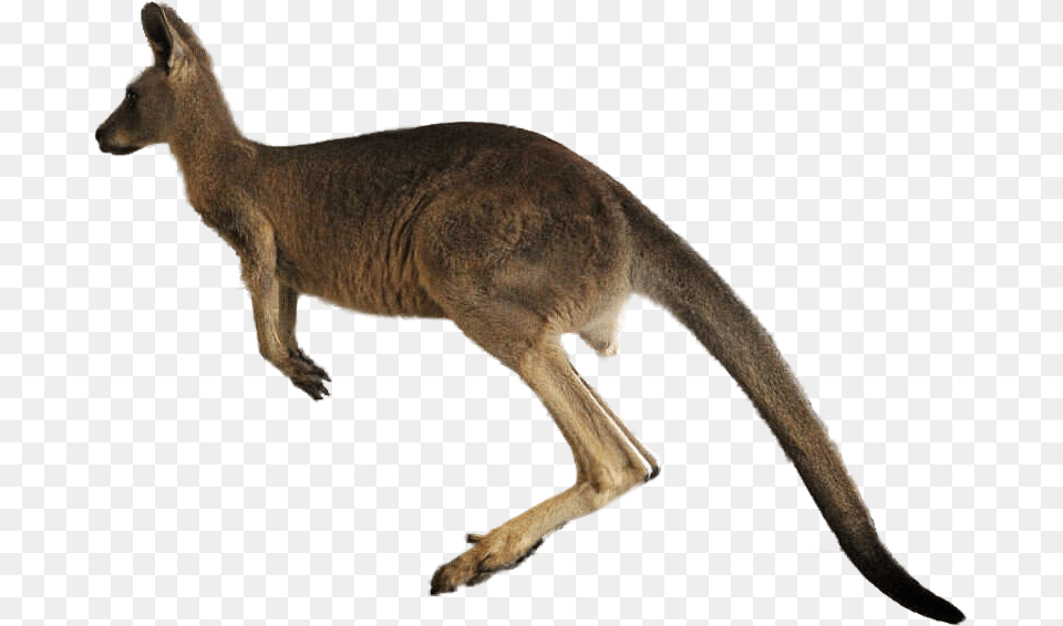 Jumping Kangaroo Transparent Jumping Kangaroo, Animal, Mammal Free Png