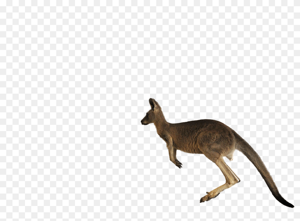 Jumping Kangaroo Transparent Jumping Kangaroo Images, Animal, Mammal Png