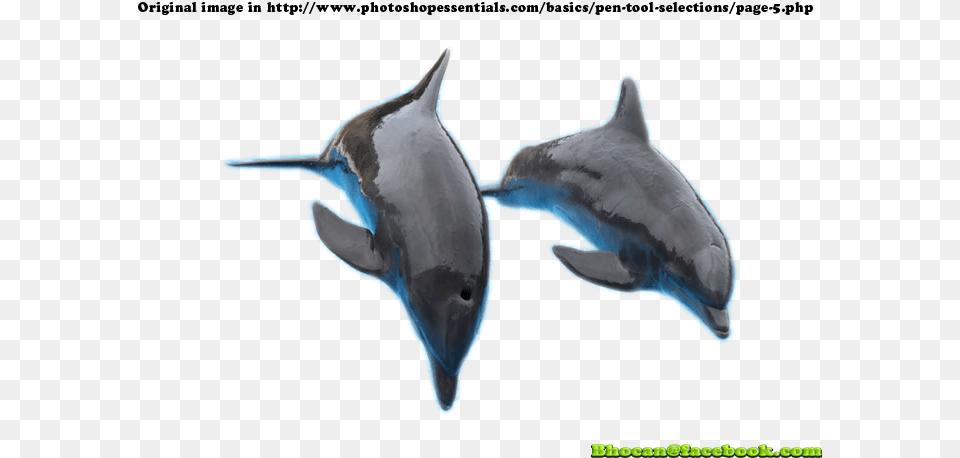 Jumping Out Of The Water, Animal, Dolphin, Mammal, Sea Life Png