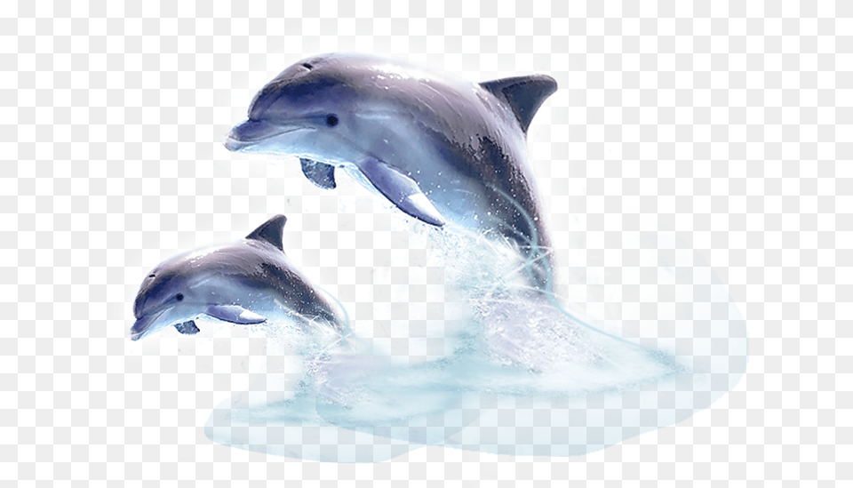 Jumping Out Of The Water, Animal, Dolphin, Mammal, Sea Life Png