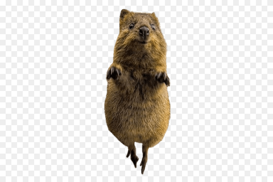 Jumping Quokka, Animal, Mammal, Rodent, Beaver Png Image