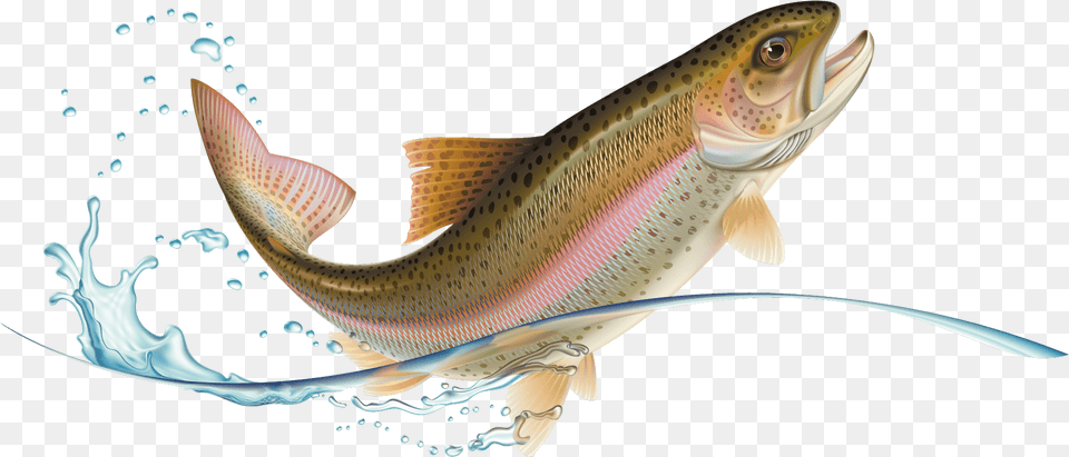 Jumping Rainbow Trout, Animal, Fish, Sea Life Free Png Download