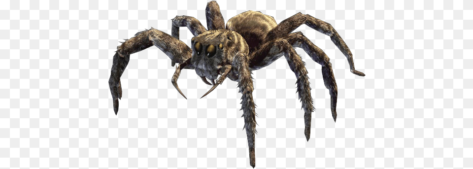 Jumping Spider Eight Legged Freaks Spiders, Animal, Invertebrate, Insect, Tarantula Png Image